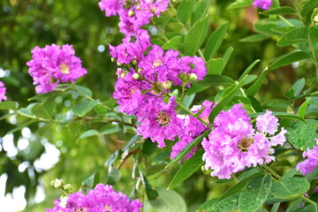 Crape myrtle flowers