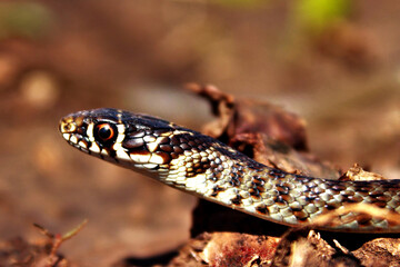 snake serpente