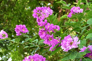 Crape myrtle flowers