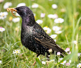 starling in the garden searching worms