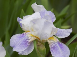 Sunny spring day. Beautiful iris blooms.