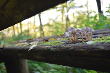 small brown mushrooms that grow in the forest on a damaged wooden bench in autumn, Stuttgart, Germany