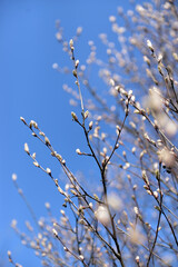 pussy-willow branches blossoms against the blue sky, seals