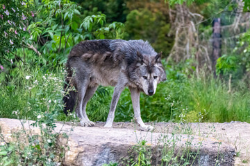 Naklejka na ściany i meble Timberwolf in his territory during fur change