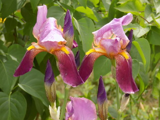 Sunny spring day. Beautiful iris blooms.