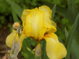 Blooming yellow irises. Delicate petals. Rich color. Smooth color transitions. Beauty, tenderness and splendor of flowering plants.
