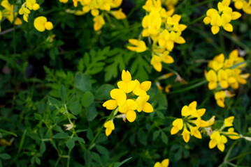 Obraz premium Small yellow flowers in spring with green foliage