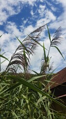 Large reed grass near a lake, Waldenbuch, Germany