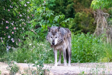 Timberwolf in his territory during fur change