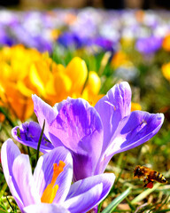 A bee is looking for honey at crocuses in a meadow, Stutgart, Germany