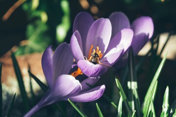 bee in purple crocus flowers