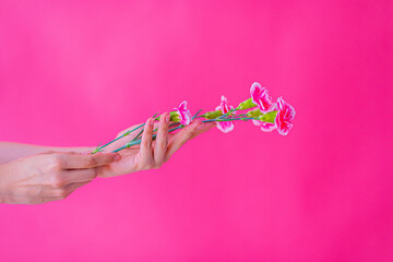pink flower with pink background