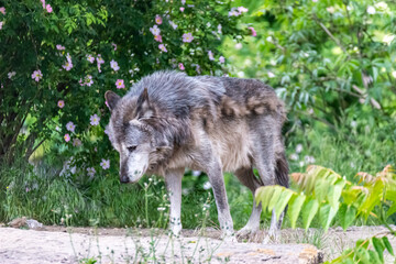 Timberwolf in his territory during fur change