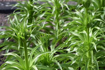 Naklejka premium Flower with star-shaped leaves forms its bud shortly before blooming, Lund Botanical Garden, Sweden
