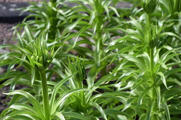 Flower with star-shaped leaves forms its bud shortly before blooming, Lund Botanical Garden, Sweden