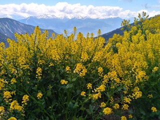 field of yellow flowers with mountains view