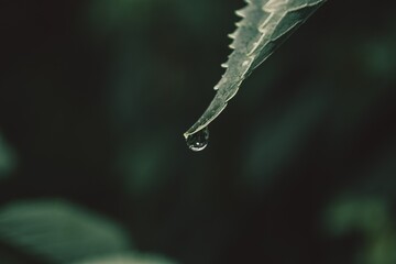 a drop of water drains from a leaf