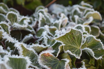 Ivy bordered with hoarfrost in winter in the garden of the monastery, Lorch, Germany