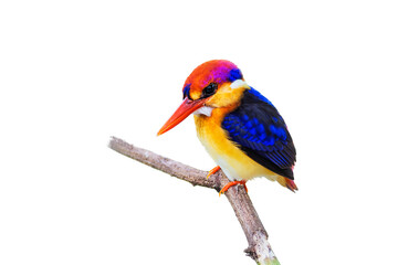 The Oriental dwarf kingfisher (Ceyx erithaca) isolate on white background.