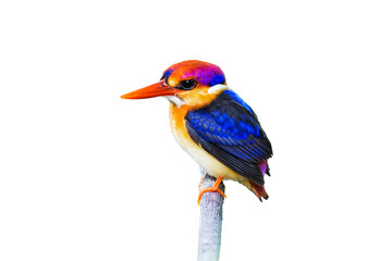 The Oriental dwarf kingfisher (Ceyx erithaca) isolate on white background.