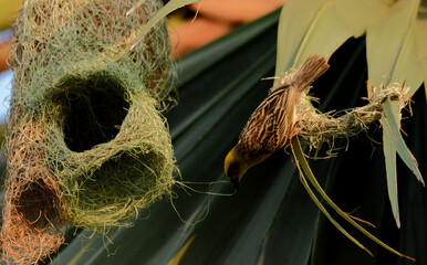 baya weaver bird making nest