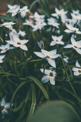 small white flowers in the garden 
