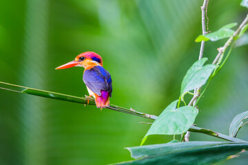 The Oriental dwarf kingfisher (Ceyx erithaca) also known as the black-backed kingfisher or three-toed kingfisher