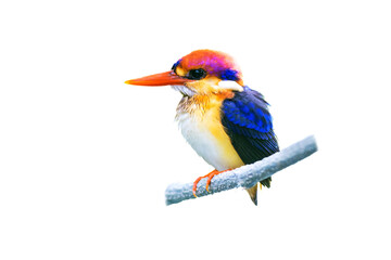 The Oriental dwarf kingfisher (Ceyx erithaca) isolate on white background.