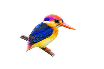 The Oriental dwarf kingfisher (Ceyx erithaca) isolate on white background.