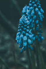 blue little flowers on a dark background
