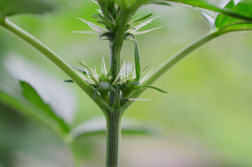 Soft focus, macro photo of flowering cannabis plant. Medical marijuana plant flowering, thc and cbd...