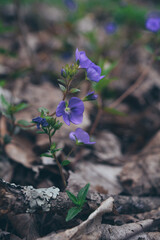 blue flowers in the forest