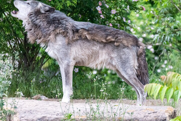 Timberwolf in his territory during fur change