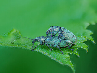 Makro zweier Grünrüssler (Phyllobius) bei der Paarung auf einem Blatt