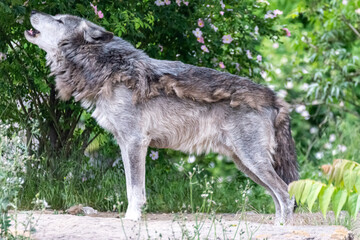 Obraz premium Timberwolf in his territory during fur change