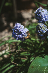 butterfly on flower