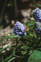 butterfly on a flower