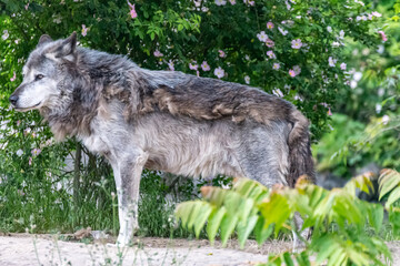 Timberwolf in his territory during fur change