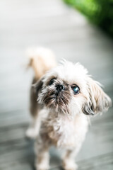 Cute Shih Tzu Dog Standing Outside on Porch 