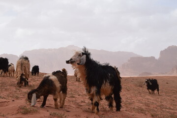 curious goats looking for food in the Wadi Rum Desert, Jordan