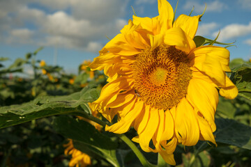 Yellow sunflowers on a background of blue sky