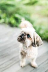 Cute Shih Tzu Dog Standing Outside on Porch 