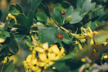 ladybug on a branch with flowers 
