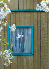 Window with a blue frame and a yellow wall. A branch of cherry blossoms.