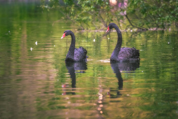 A pair of black swans in a pond with green vegetation