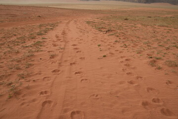 Footprints of camels in the sand of the Wadi Rum Desert, Jordan