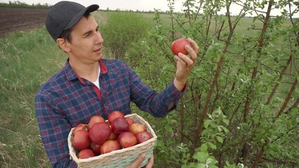 farmer red man neck picks apples in a basket harvesting in lifestyle the garden . agriculture business concept. smart farming harvesting. farmer holds out a basket with apples shows the harvest