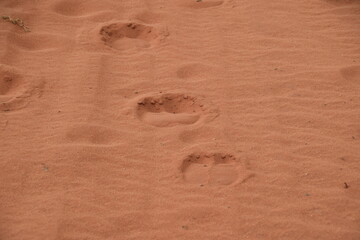 Footprints of camels in the sand of the Wadi Rum Desert, Jordan