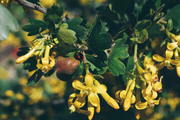 ladybug on a branch with flowers 