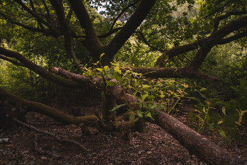 Trees formation in the woodland